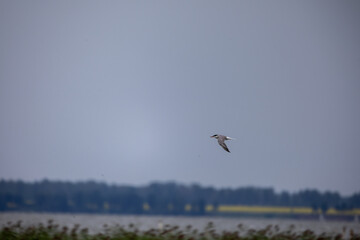 flying kite in flight