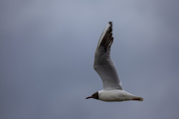 seagull on the sky