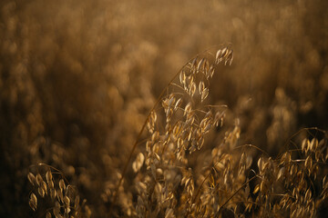 golden wheat field at sunset