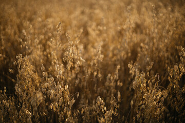 wheat field at sunset