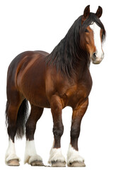 Obraz premium Brown draft horse, full body, standing