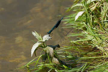 gebänderte Prachtlibelle Männchen am Fluss