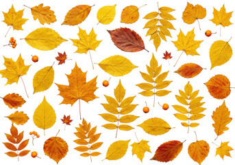 Obraz premium Assorted autumn leaves. Cut out PNG