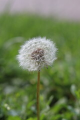 dandelion in the grass