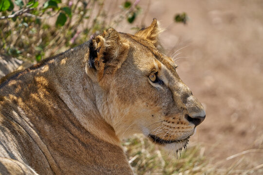 Close-Up Profile of a Lioness in Serengeti, Tanzania - Powered by Adobe