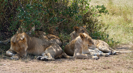 Group of Lionesses Resting in the Shade, Serengeti, Tanzania