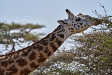 Giraffe Feeding on Acacia with Oxpeckers on Its Back in Serengeti, Tanzania