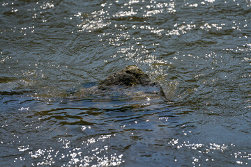 Fels in der Strömung