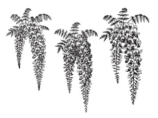 Cascading wisteria floral engraving in vintage botanical line art with elegant flower clusters
