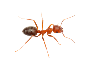 ant isolated on white background