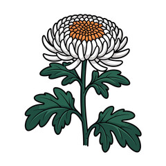 Obraz premium Elegant white chrysanthemum flower with green leaves