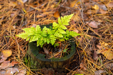 Bright green fern growing from an old tree stump in the forest. Concept of regeneration, resilience, and natural life cycle.