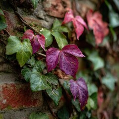 Autumnal ivy clinging to a weathered brick wall.  Close-up view of vibrant purple-red and green leaves against the textured brickwork.  Visible tendrils and stems wind around the wall