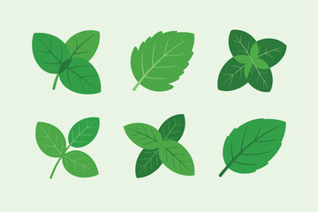 Collection of fresh green mint leaves in various arrangements