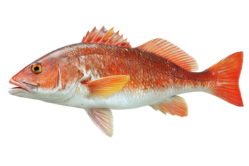 Side view of a vibrant red fish.  Scales, fins, and mouth are visible.  Fish is a rich orange-red color, with hints of white and yellow