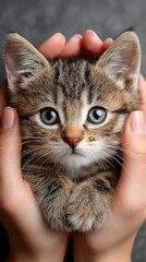 Obraz premium Soulful Gaze of a Tabby Kitten Cradled in Gentle Hands.