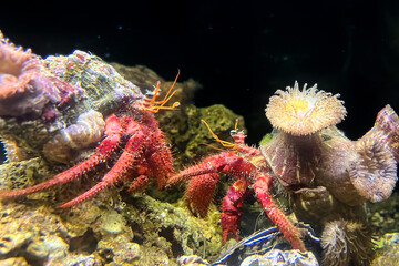 Red Hermit crab (Dardanus calidus) with parasitic anemones (Calliactis parasitica) on its shell. Alghero, Sardinia, Italy. Mediterranean sea