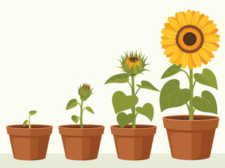 Obraz premium Sunflower growth stages in pots from seed to bloom