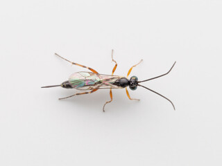 A top down extreme close-up view of a Clistopyga ichneumon parasitic wasp on a white background