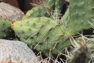 kaktus opuncja Opuntia polyacantha cv. Snowball