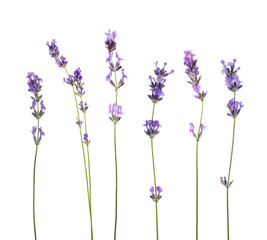 Obraz premium Lavender isolated on white, set. Fragrant flowers