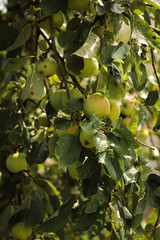 nature photography, garden, apples, grapes, field