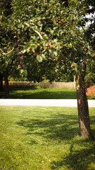 nature photography, garden, apples, grapes, field