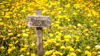 nature photography, garden, apples, grapes, field