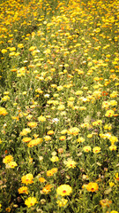 nature photography, garden, apples, grapes, field