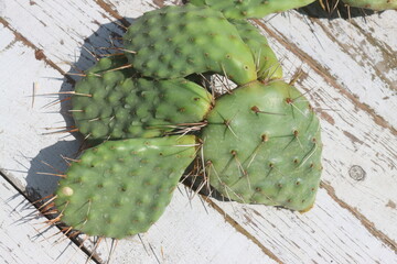 kaktus opuncja Opuntia polyacantha cv. Snowball