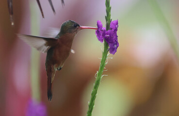 hummingbird in flight