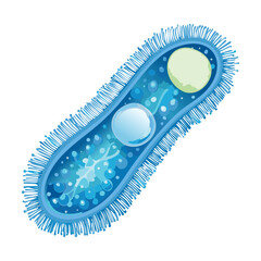 Microscopic Bacteria Cell with a Nucleus
