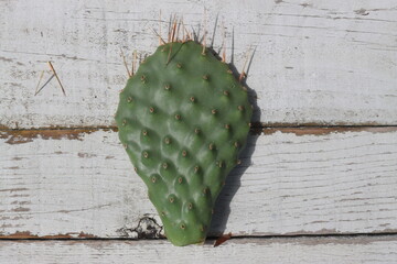 kaktus opuncja Opuntia polyacantha cv. Snowball