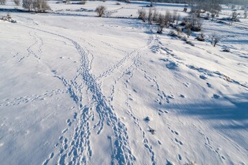 Snowy landscape with animal tracks