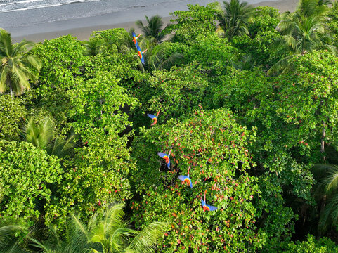 Flyring Scarlet Macaws - Red Lapas - Guacamayas in Costa Rica	 - Powered by Adobe