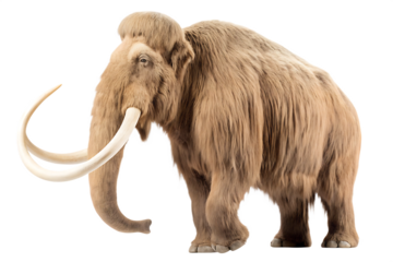 Woolly mammoth with tusks isolated on a transparent background