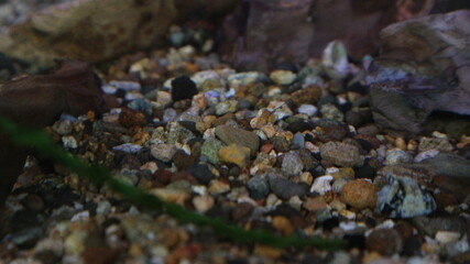 Aquarium Gravel Closeup View Multi-colored aquarium gravel stones in tank bottom