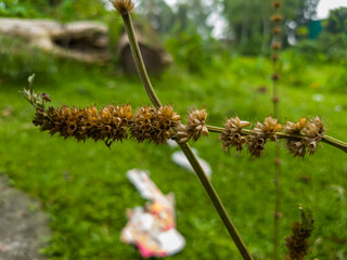 Small flowers, tree leaves, and the background are blurred