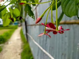 Some Red flower, tree, and green background