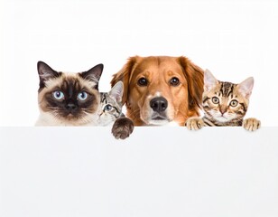 Obraz premium Group of Happy Cats and Dogs Sitting Together Outdoors – Cute Pet Photography