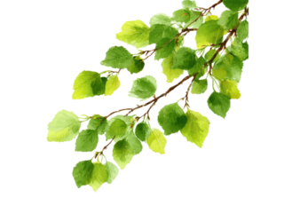 Lush green leaves on a brown branch against a black background image, Isolated, Png Transparent Background