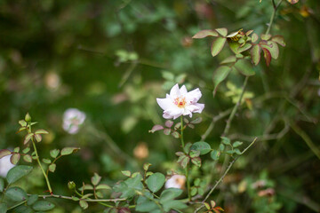 White flowers, tree leaves, and a greenery background blur