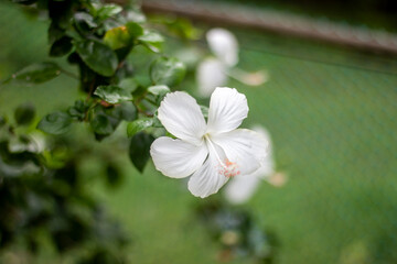 White flowers, tree leaves, and a greenery background blur
