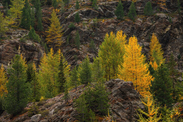 autumnal landscape inside Forni’s Glacier Valley, Santa Caterina Valfurva, Bormio, Sondrio
