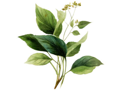 Green leaves with yellow blossoms botanical illustration image, Isolated, Png Transparent Background