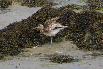 Wild eurasian curlew looking for food at low tide (in the Saint-Brieuc bay Nature Reserve in France)