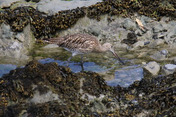 Wild eurasian curlew looking for food at low tide (in the Saint-Brieuc bay Nature Reserve in France)