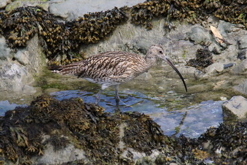 Wild eurasian curlew looking for food at low tide (in the Saint-Brieuc bay Nature Reserve in France)