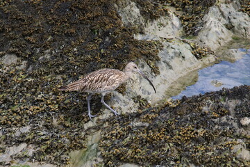 Wild eurasian curlew looking for food at low tide (in the Saint-Brieuc bay Nature Reserve in France)