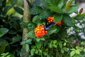 Some yellow flowers, tree leaves, and a greenery background blur